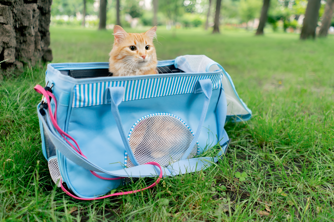 Choosing the Right Pet Carriers